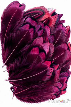 Fazant van Colchis - 3-5 cm - aubergine